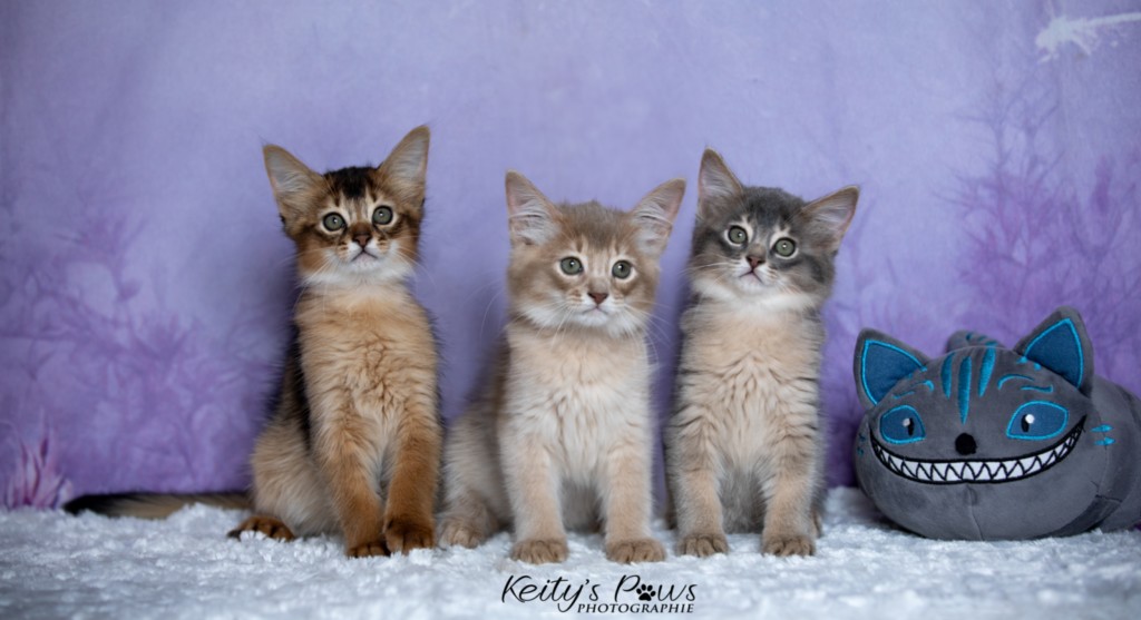 BlueMoon (bleu)-BlazeSpirit-Bowie (Lièvre) & BorealBright (Fawn) 2  Mois