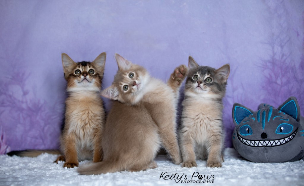 BlueMoon (bleu)-BlazeSpirit-Bowie (Lièvre) & BorealBright (Fawn) 2  Mois