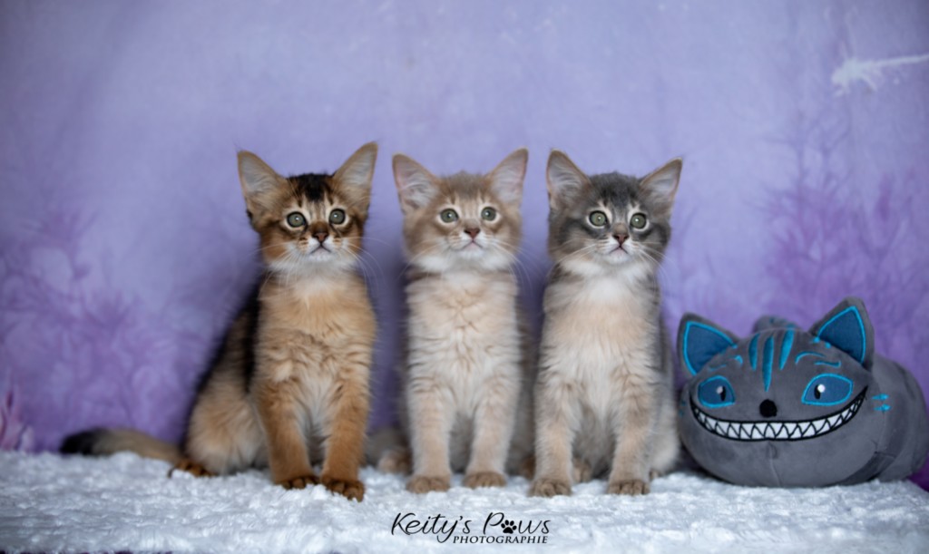 BlueMoon (bleu)-BlazeSpirit-Bowie (Lièvre) & BorealBright (Fawn) 2  Mois