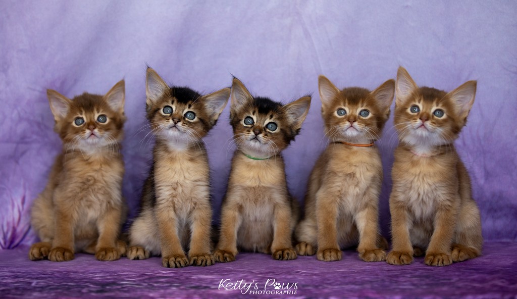 Aveline-Nala,  Amandine Aum,  After-Eight Minty , Azuki-Māui, Amaretto-Aegon 1 Mois