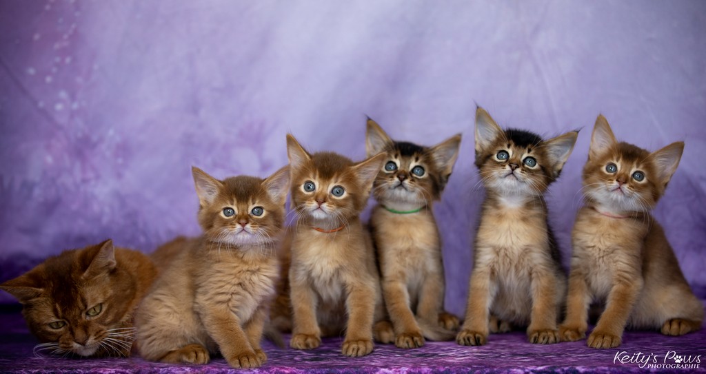 Aveline-Nala,  Amandine Aum,  After-Eight Minty , Azuki-Māui, Amaretto-Aegon 1 Mois