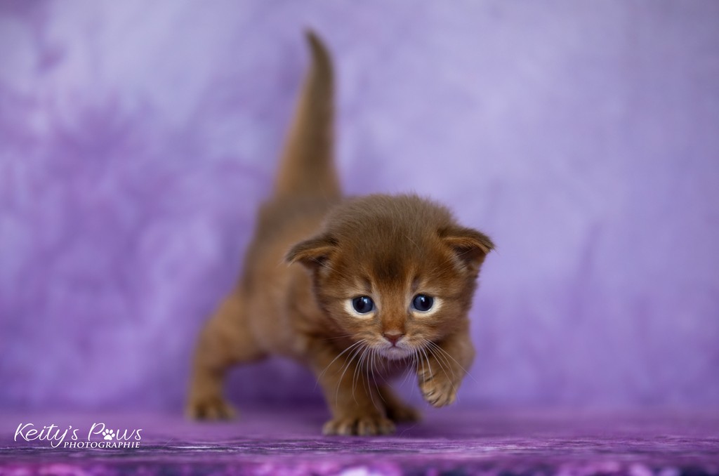 Ashka-Ayrton  3 Semaines