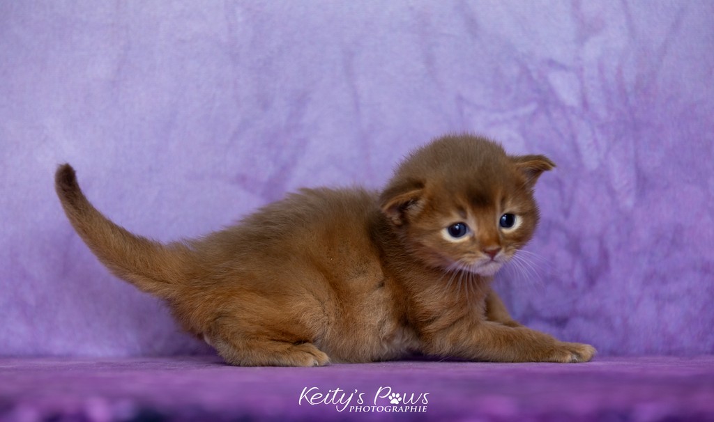 Ashka-Ayrton  3 Semaines