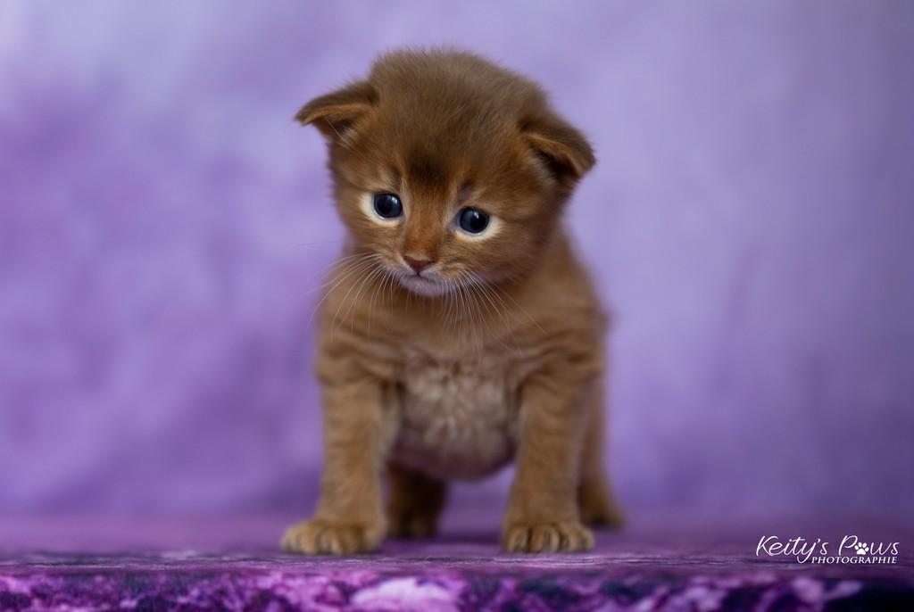 Ashka-Ayrton  3 Semaines