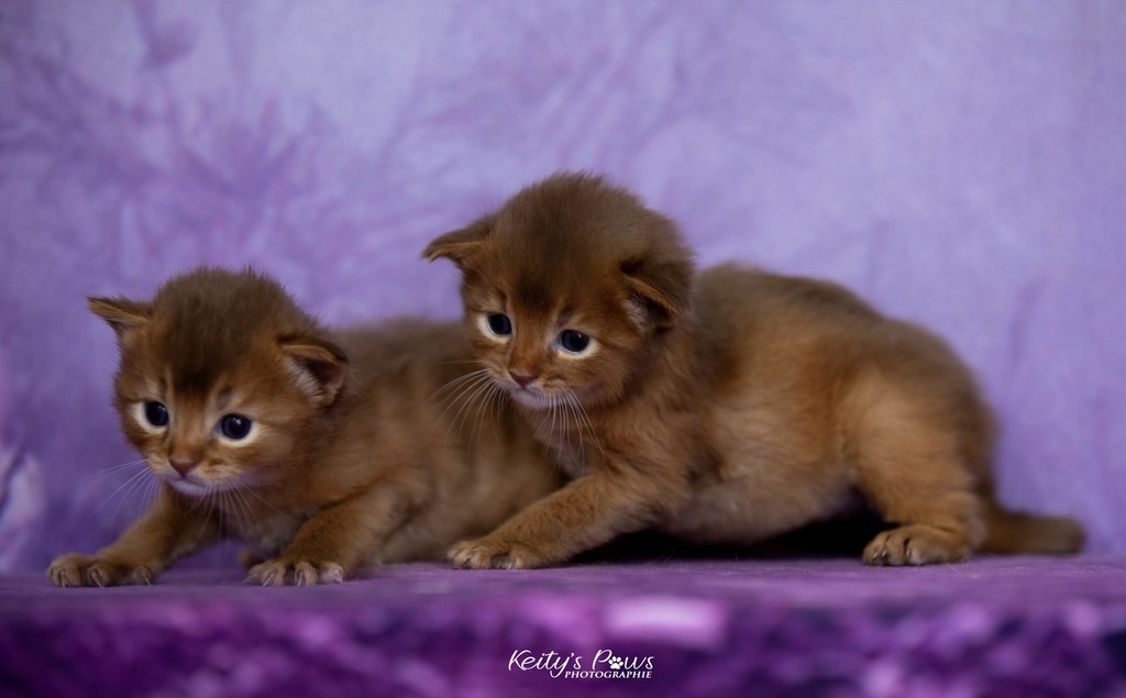 Ashka-Ayrton & Asthur 3 Semaines