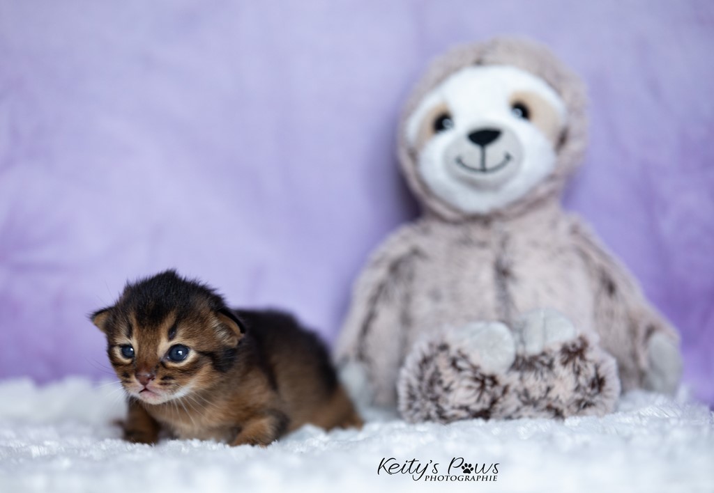 2 Semaines Male Lièvre 