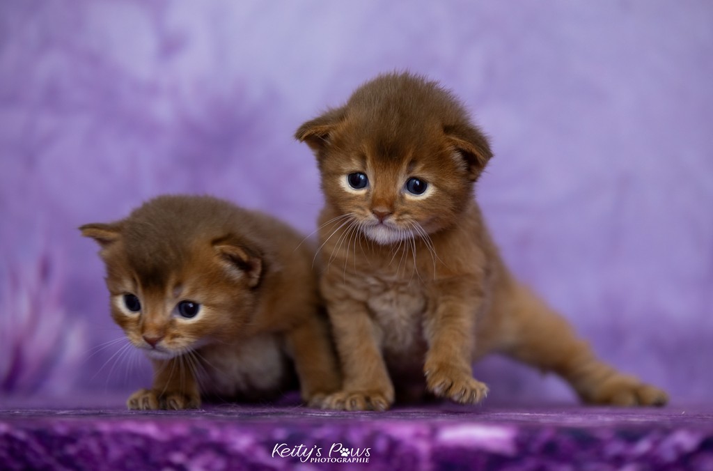 Ashka-Ayrton & Asthur 3 Semaines