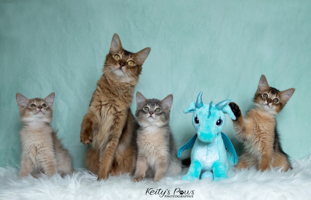 BlueMoon (bleu)-BlazeSpirit-Bowie (Lièvre) & BorealBright (Fawn) 2  Mois