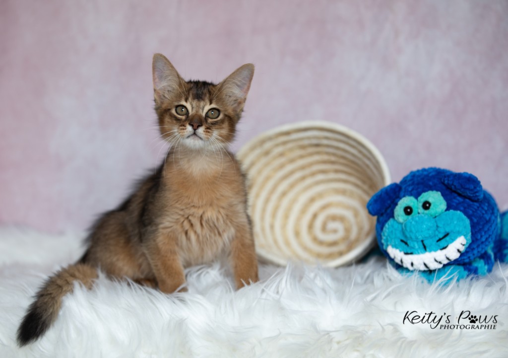  BlazeSpirit-Bowie (Lièvre)  3 Mois