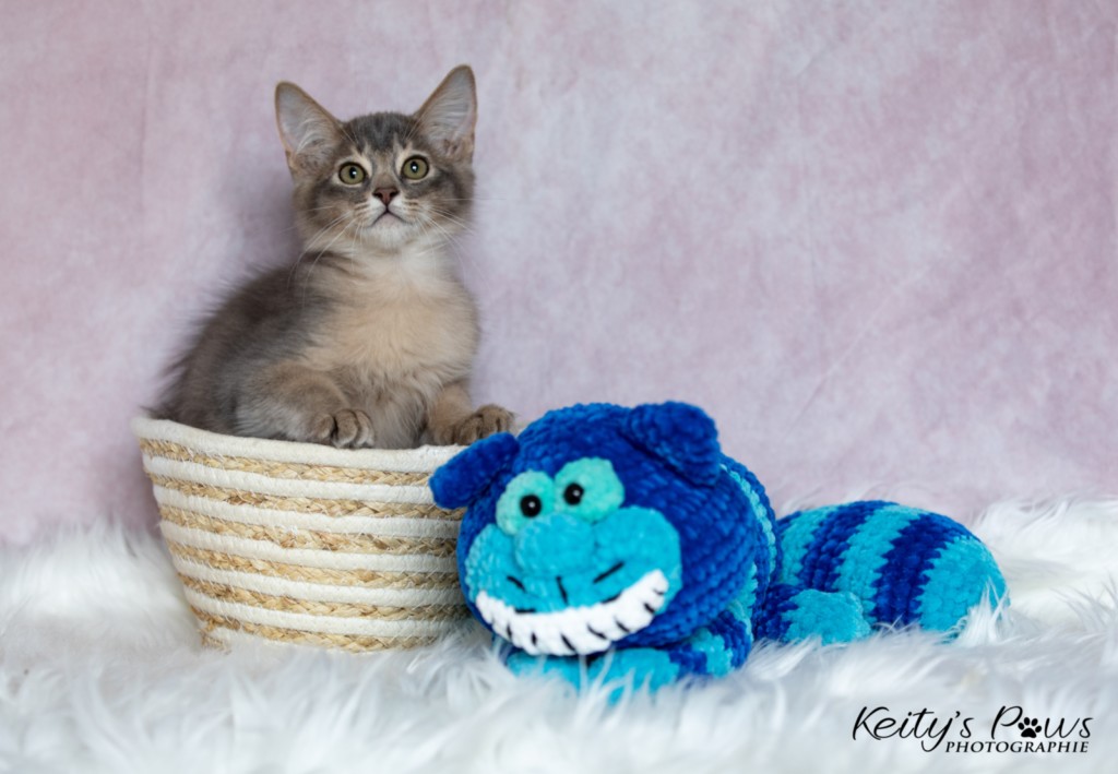 BlueMoon (bleu) 3 Mois