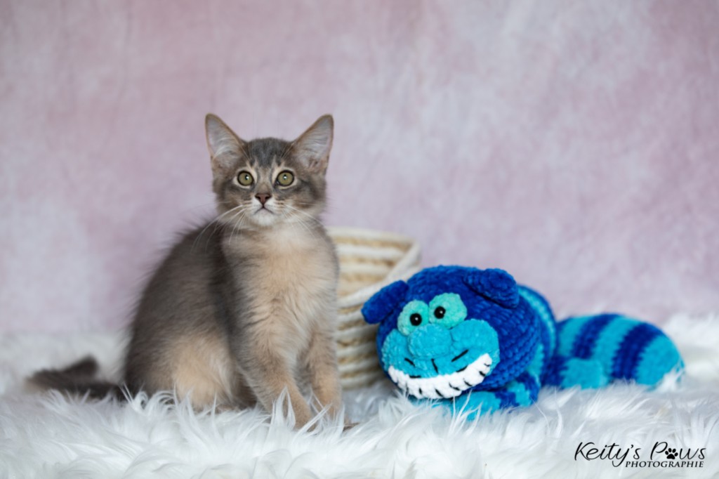 BlueMoon (bleu) 3 Mois