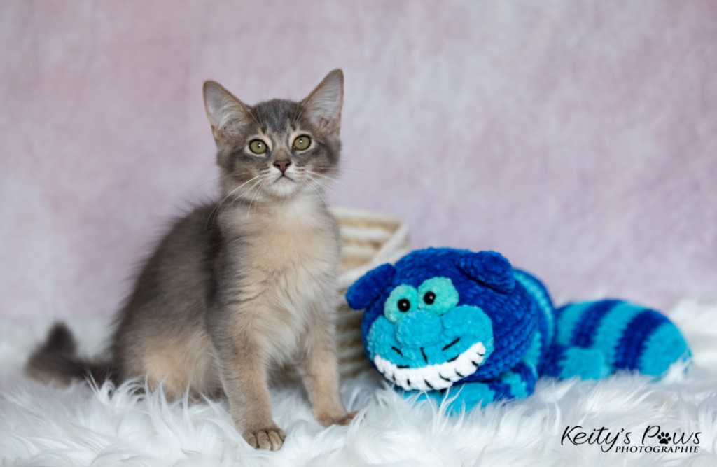 BlueMoon (bleu) 3 Mois