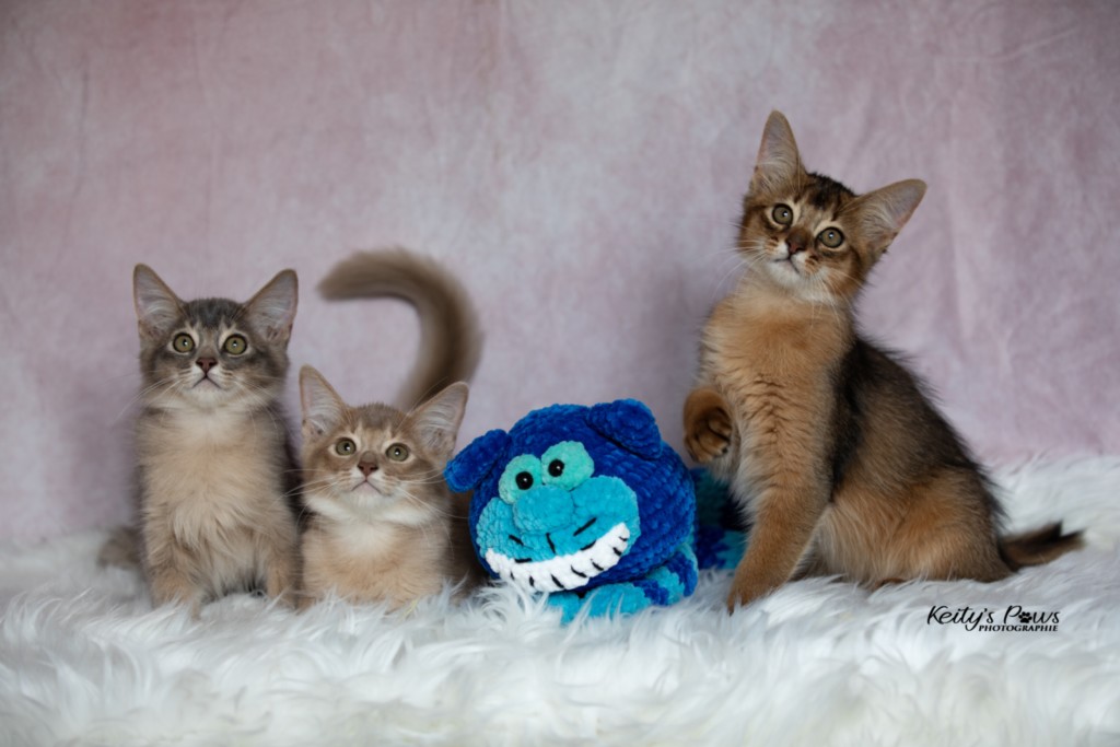 BlueMoon (bleu)-BlazeSpirit-Bowie (Lièvre) & BorealBright (Fawn) 3 Mois