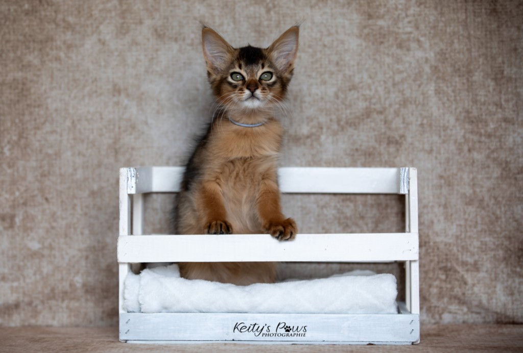 Amaretto Aegon 2 Mois