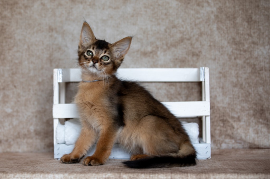 Amaretto Aegon 2 Mois