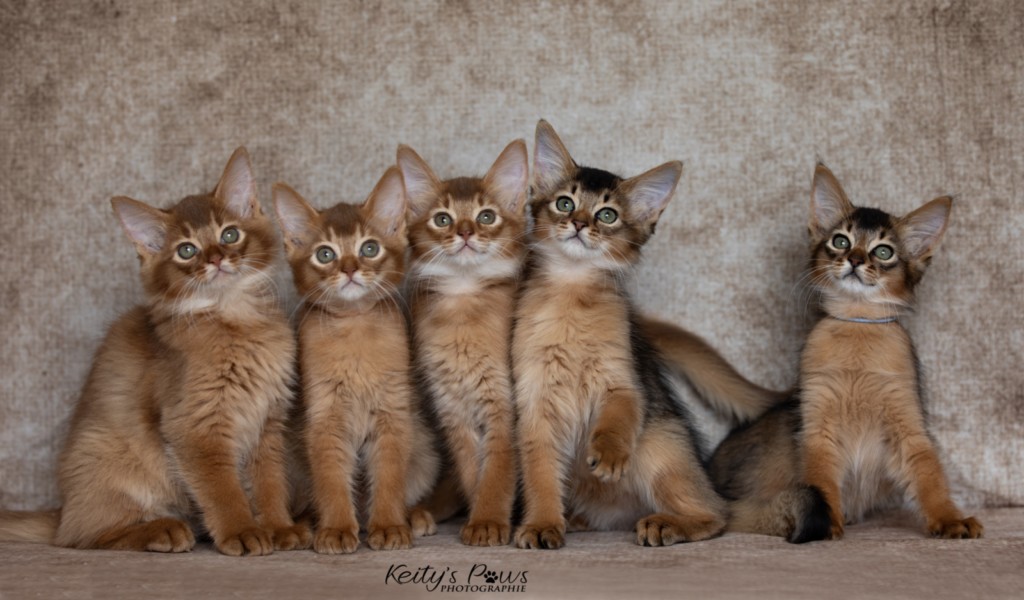 Amandine Aum Amaretto Aegon Azuki Maui After Eight Minty Aveline Nala 2 Mois