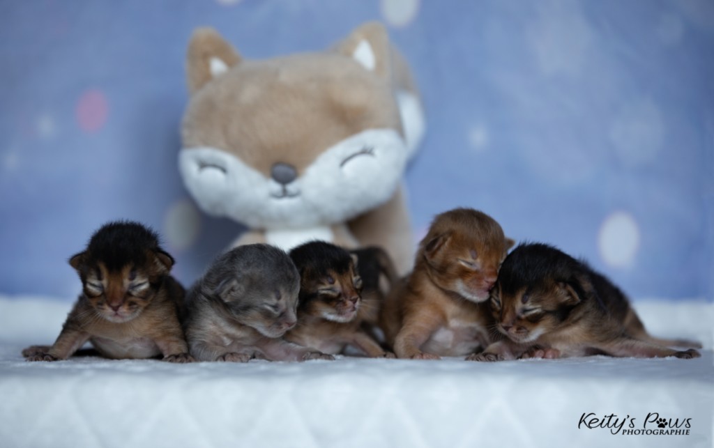  Bloom Brasero Bifröst Baa'l Blade 1 Semaine