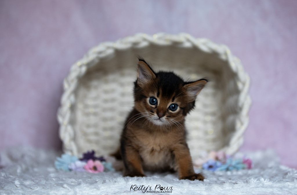 Yôkaï  "Sekiro"    1 Mois