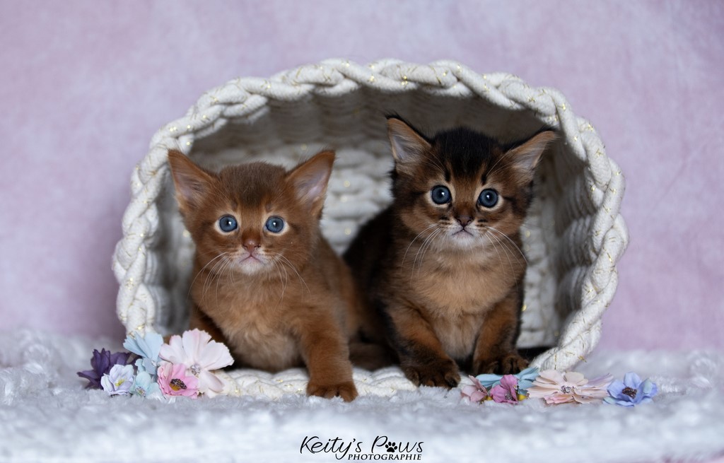 Yôkaï  "Sekiro" &  Zenkō "Teto"  1 Mois