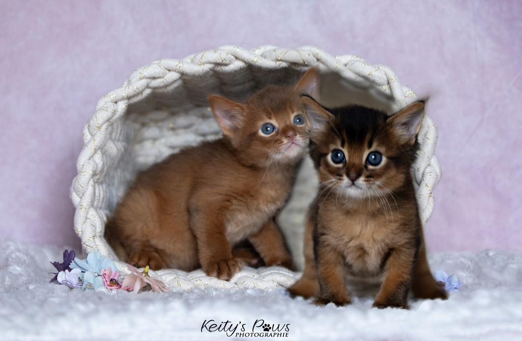 Yôkaï  "Sekiro" &  Zenkō "Teto"  1 Mois