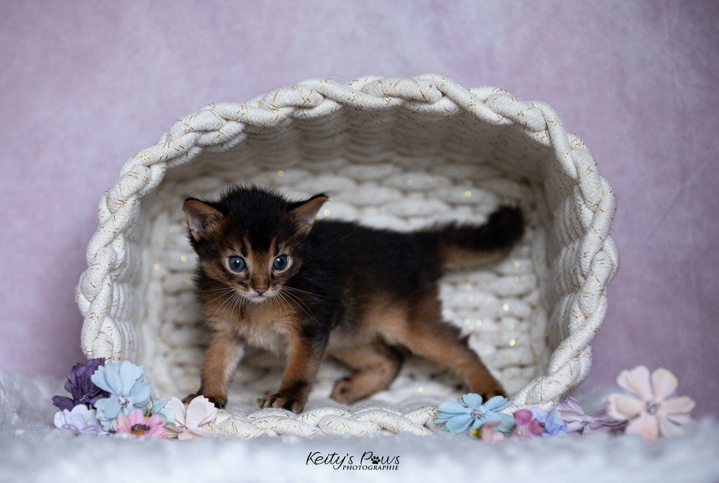 4 Semaines Wywern Hoshi