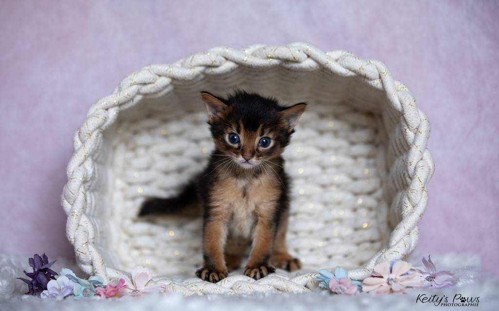 4 Semaines Wywern Hoshi