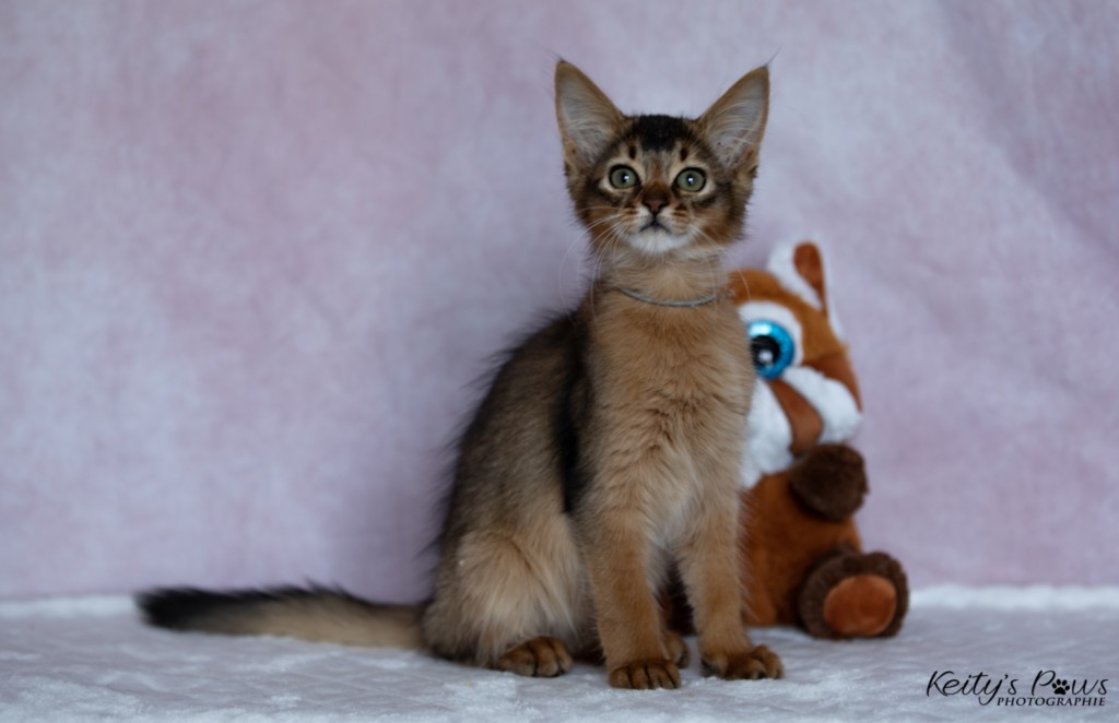 Amaretto Aegon 2 Mois