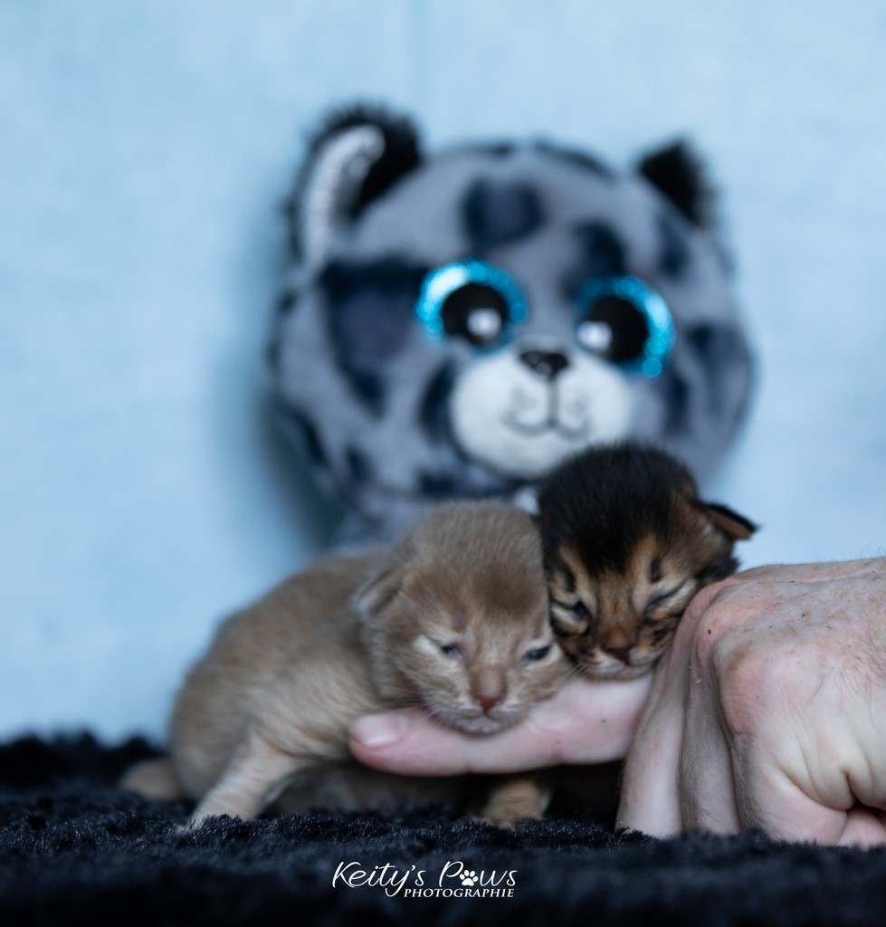 Zariya-Sitara & Zéphyr Voltaire 1 Semaine