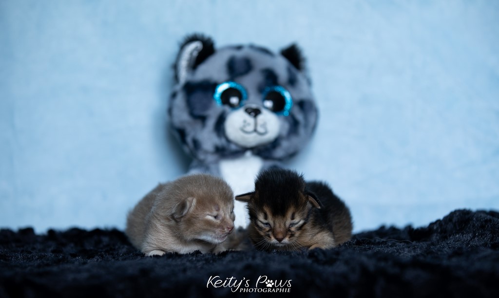 Zariya-Sitara & Zéphyr Voltaire 1 Semaine