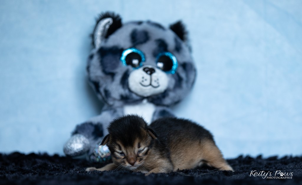 Zéphyr Voltaire 1 Semaine