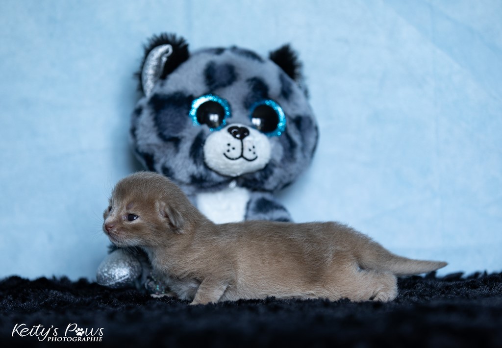 Zariya-Sitara 1 Semaine