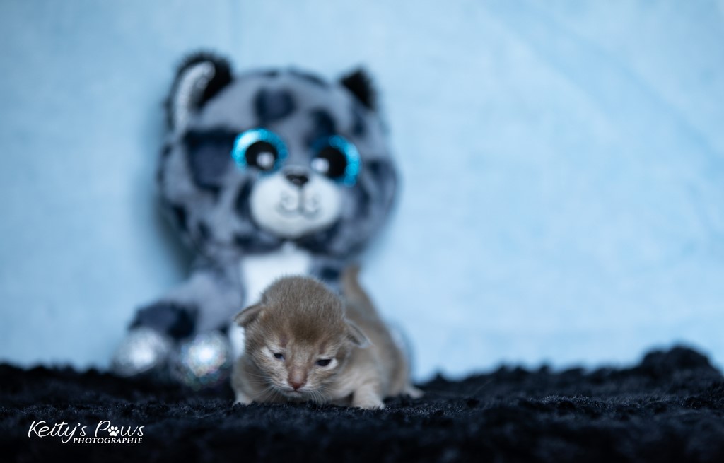 Zariya-Sitara  1 Semaine