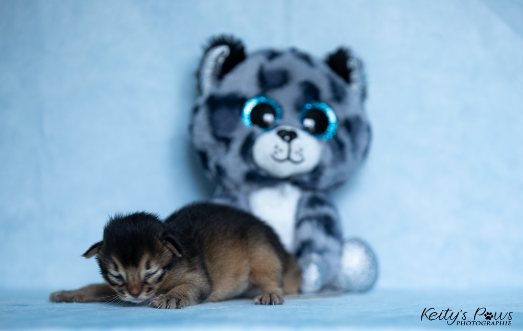 Zéphyr Voltaire 1 Semaine