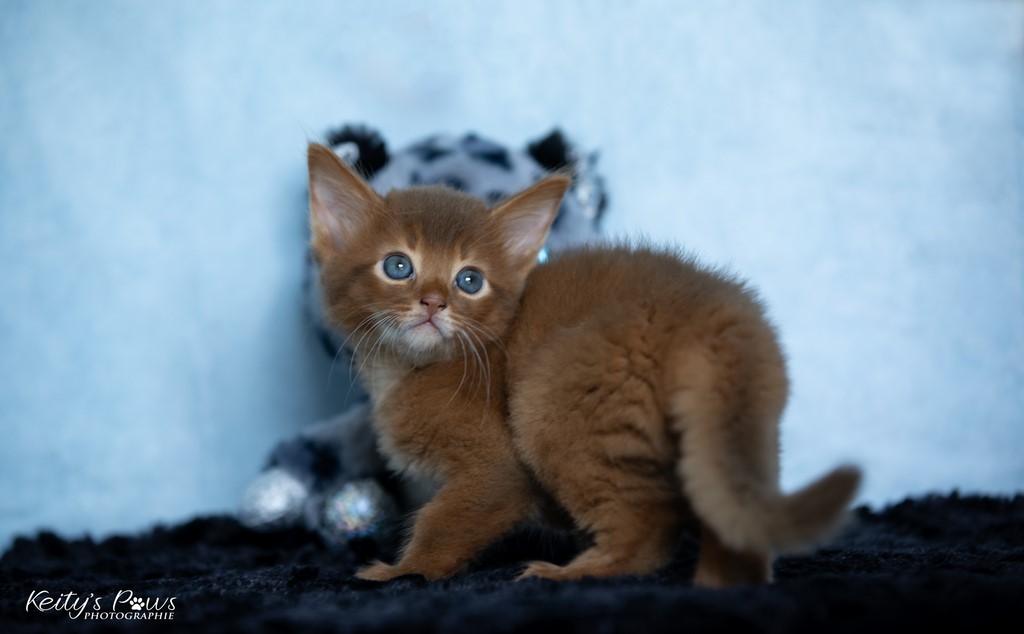 Zenkō "Teto"  1 Mois