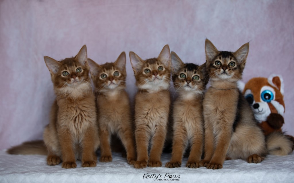 Aveline-Nala,  Amandine Aum,  After-Eight Minty , Azuki-Māui, Amaretto-Aegon 2 Mois