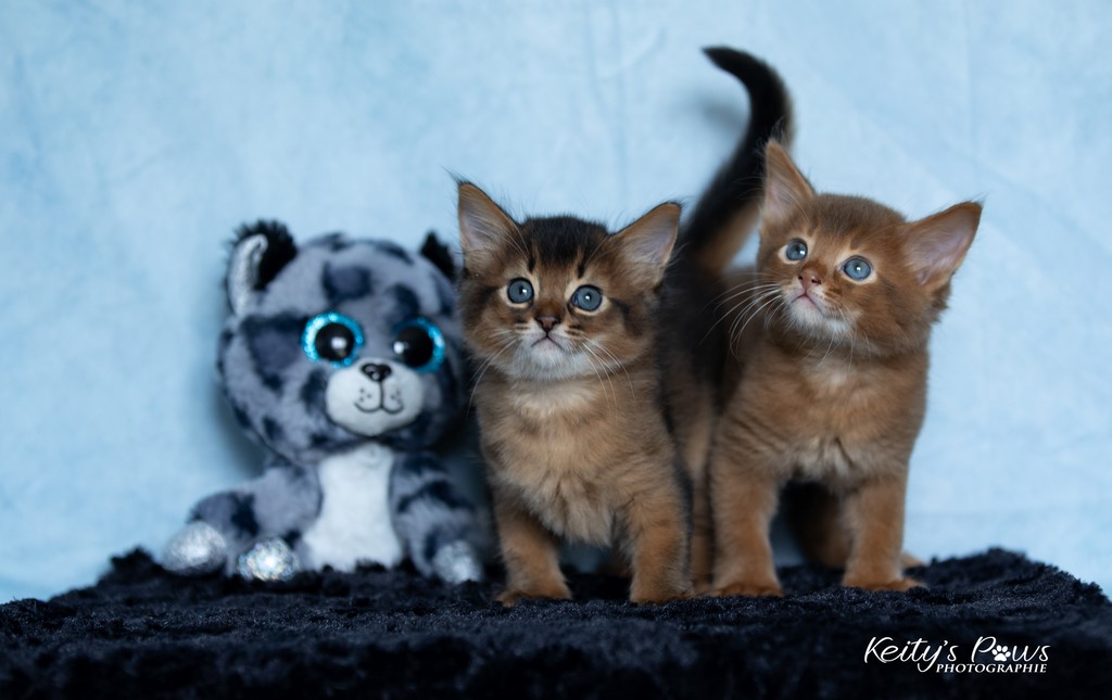 Yôkaï  "Sekiro" &  Zenkō "Teto"  1 Mois