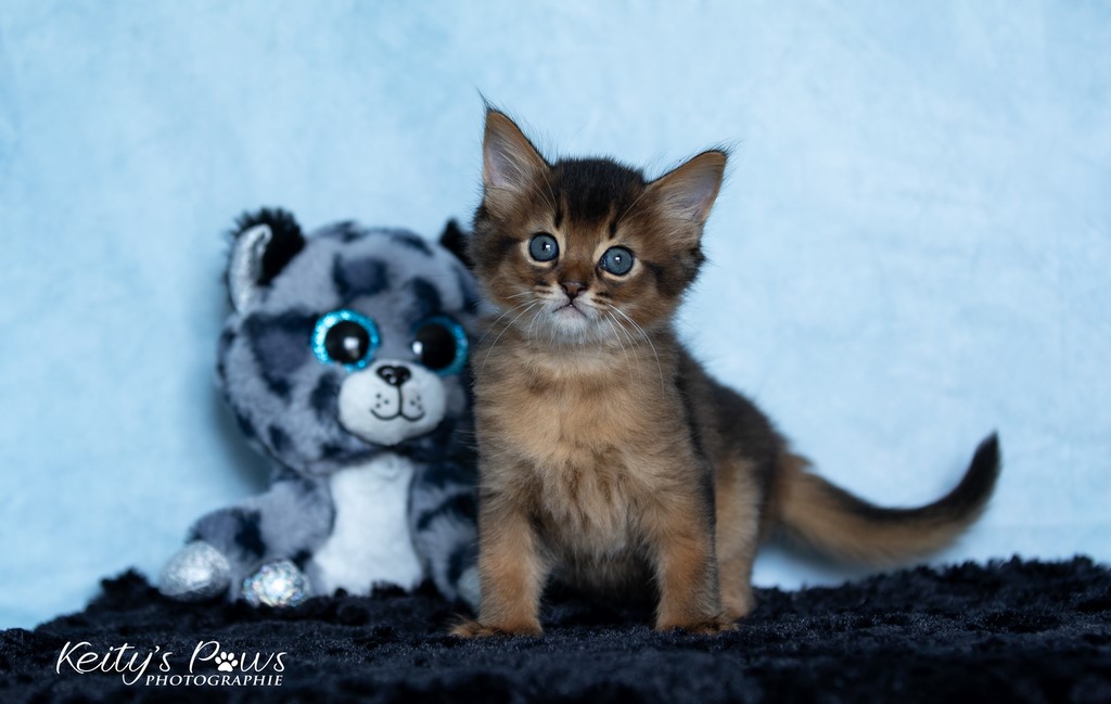 Yôkaï  "Sekiro"   1 Mois