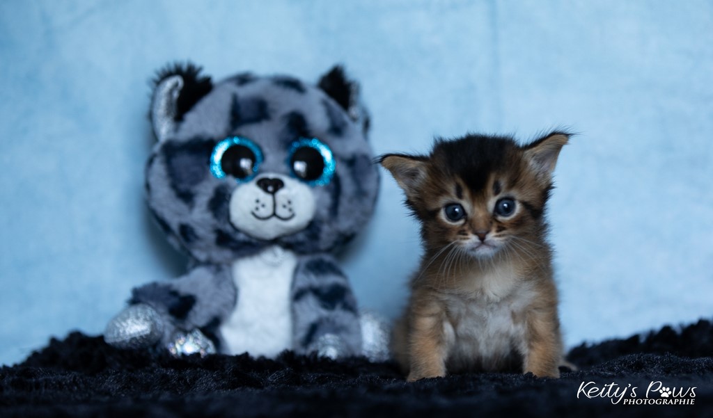 Wanda Vixy   4 Semaines