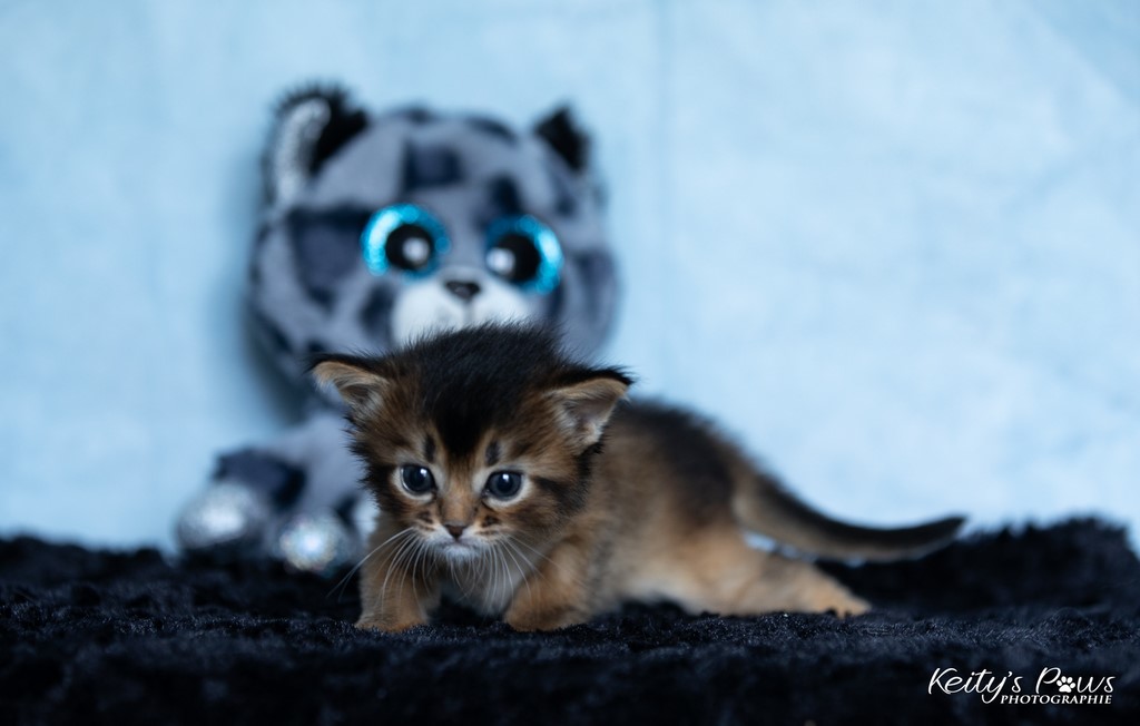 Wanda Vixy   4 Semaines