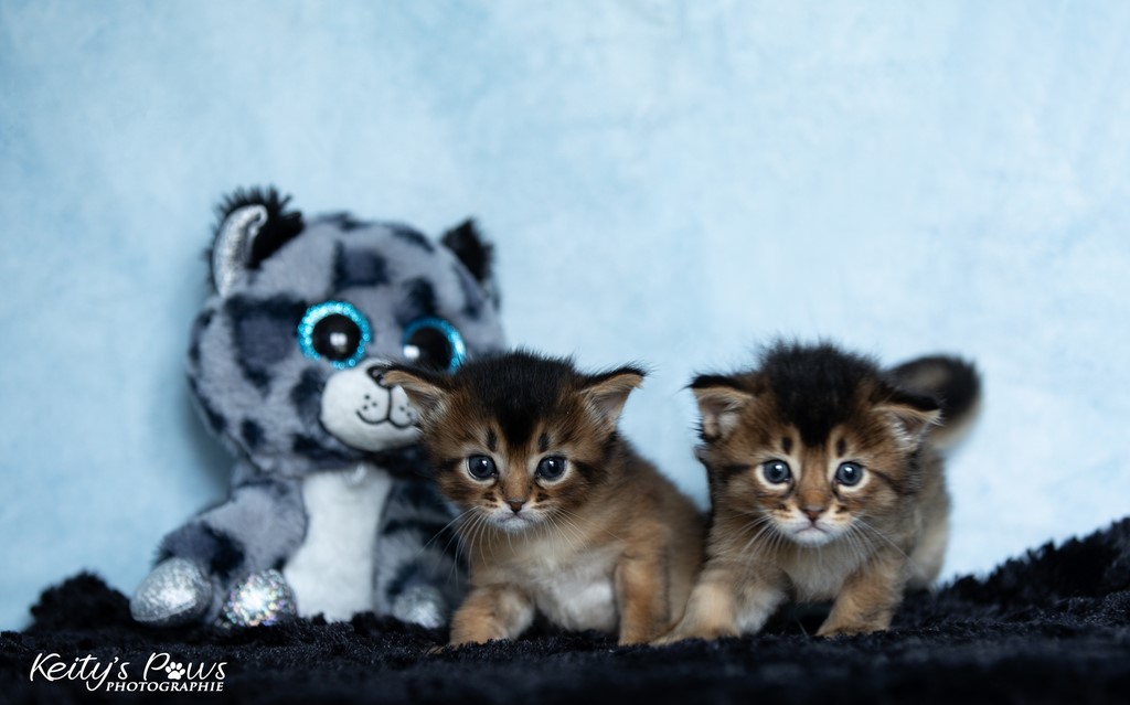 Wanda Vixy & Vision Sola 4 Semaines