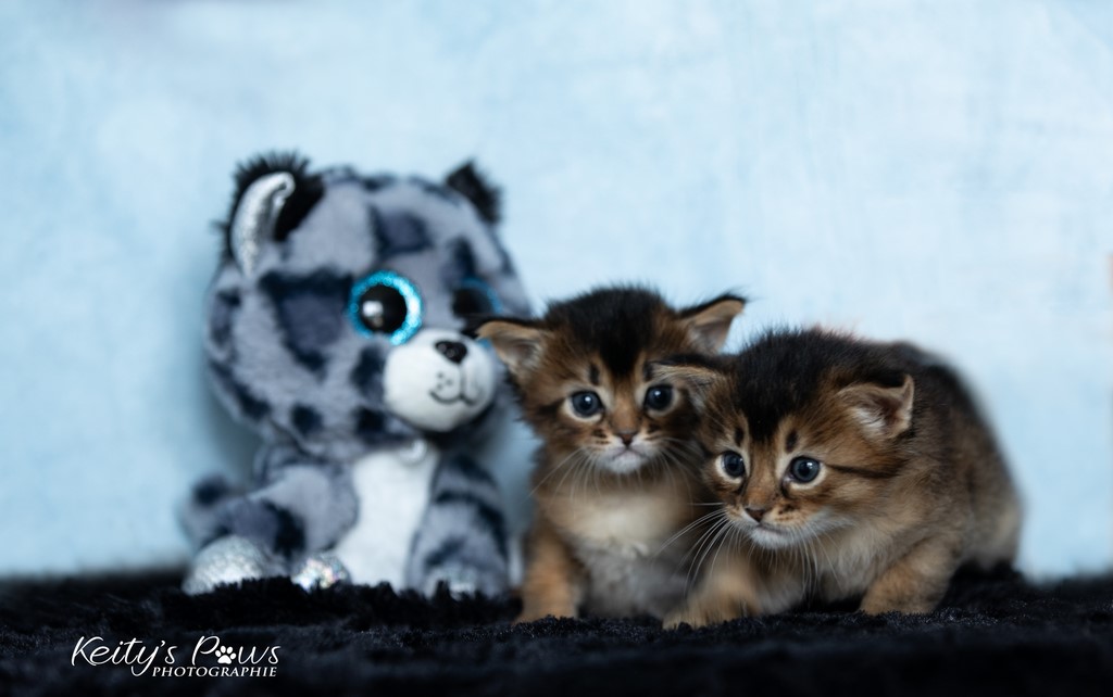 Wanda Vixy & Vision Sola 4 Semaines