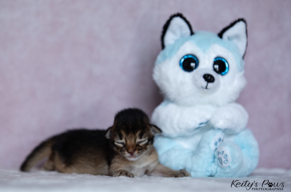 Athor-Mapel  1 Semaine