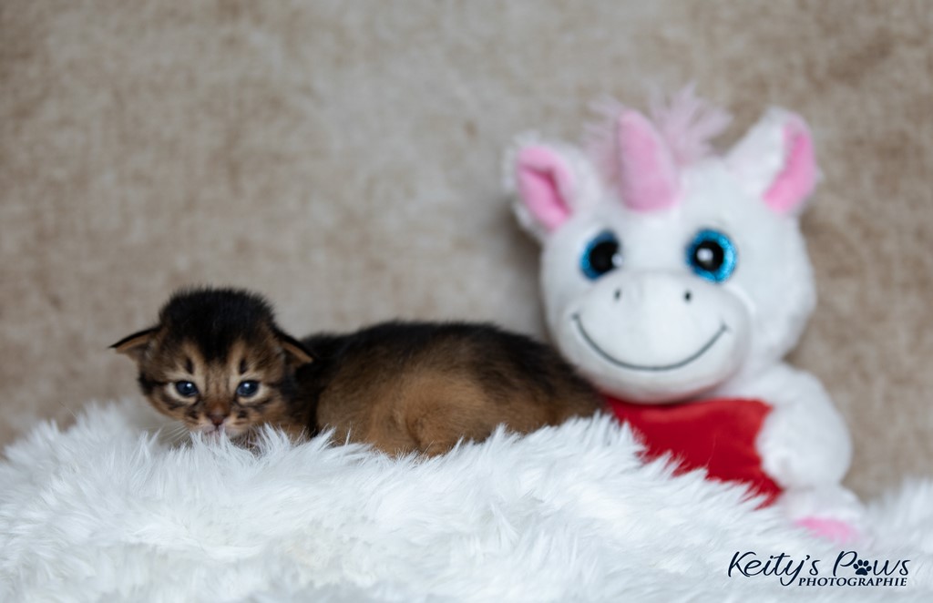 Zéphyr Voltaire 2 Semaines