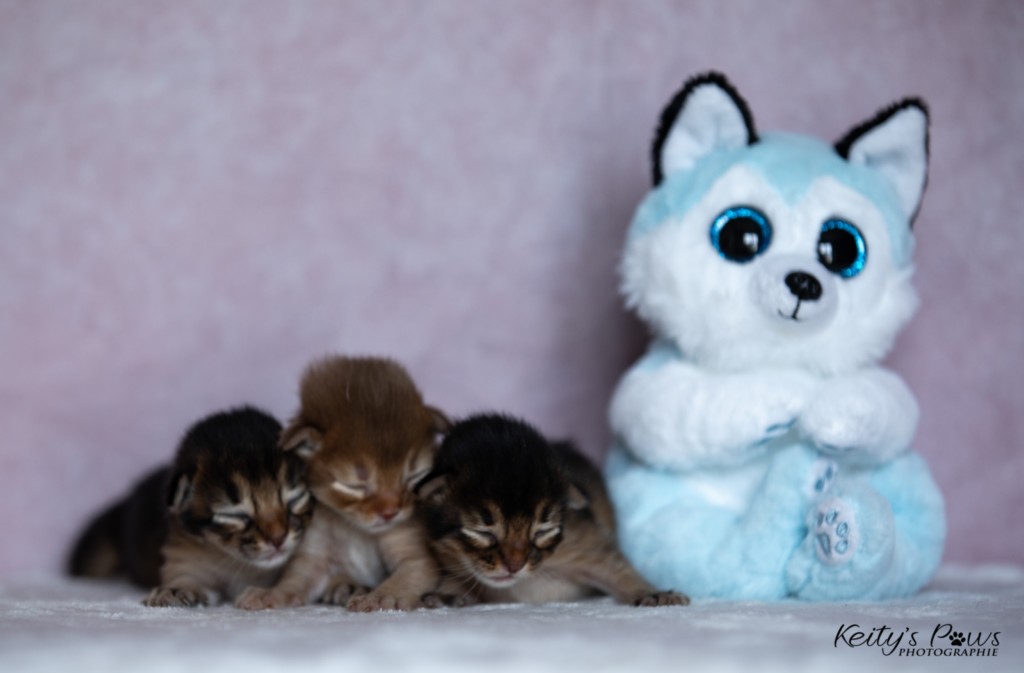 Athena-Abigail & Athor-Mapel & Aurora-Aimy 1 Semaine