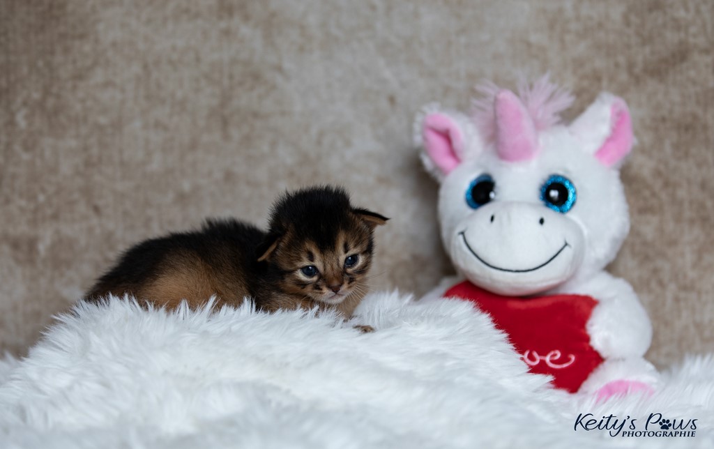 Zéphyr Voltaire 2 Semaines