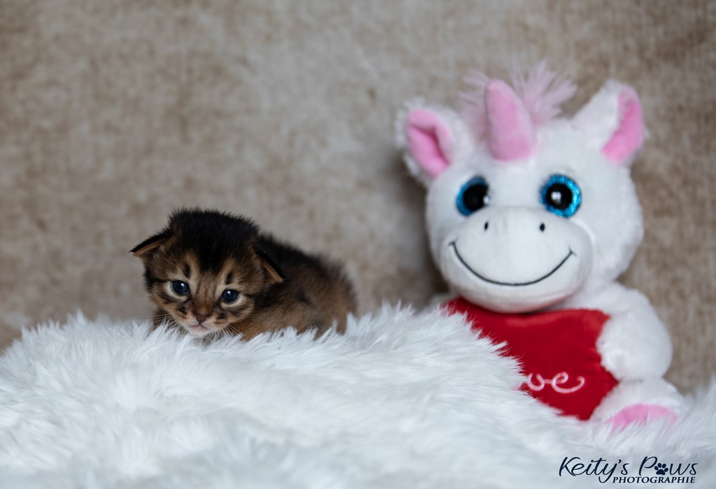 Zéphyr Voltaire 2 Semaines