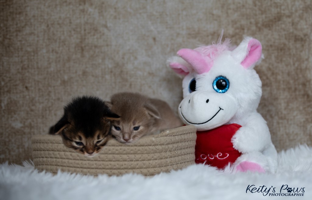 Zéphyr Voltaire Zariya-Sitara 2 Semaines