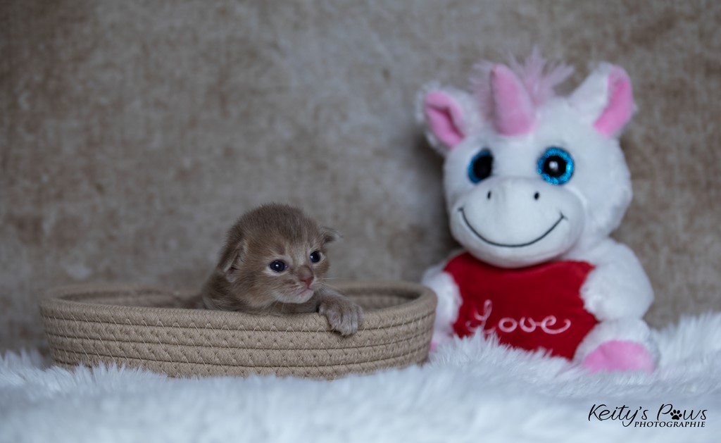  Zariya-Sitara 2 Semaines