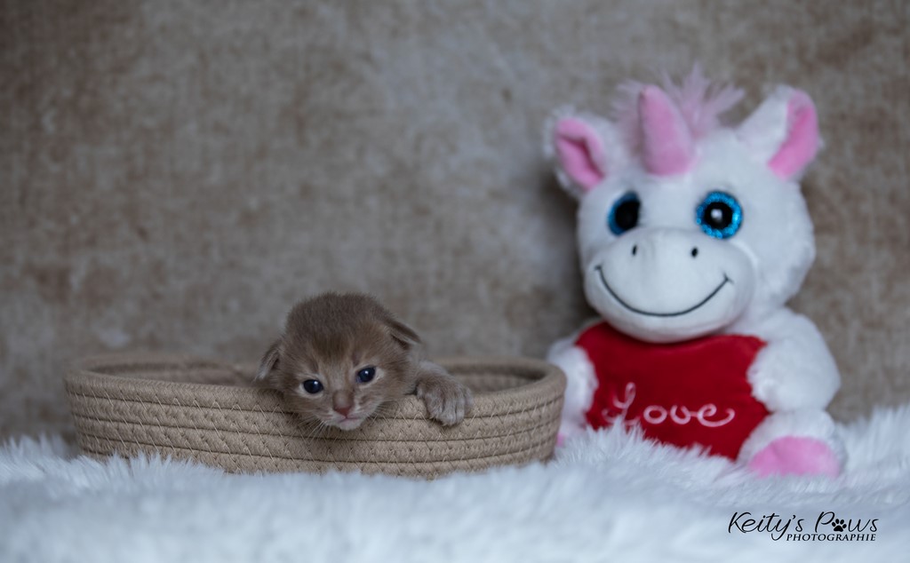  Zariya-Sitara 2 Semaines