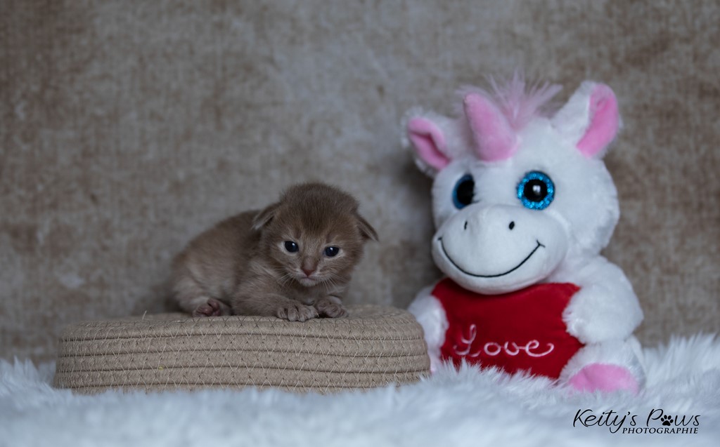  Zariya-Sitara 2 Semaines